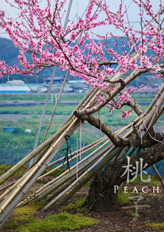 岡山の美味しい白桃