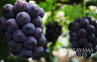 岡山の美味しい葡萄ピオーネ
