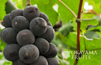 岡山の美味しい葡萄オーロラブラック
