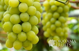 最高品質葡萄マスカット・オブ・アレキサンドリア