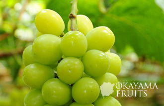 岡山の新しい葡萄シャインマスカット