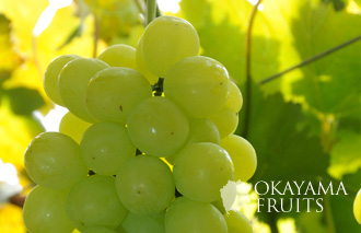 大人気の岡山産・瀬戸ジャイアンツ