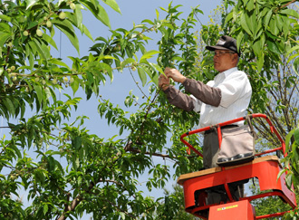 岡山の美味しい白桃作り(摘果)