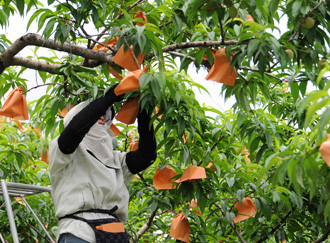 岡山の美味しい白桃作り(袋掛け)