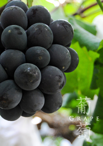 岡山の美味しい葡萄ピオーネ