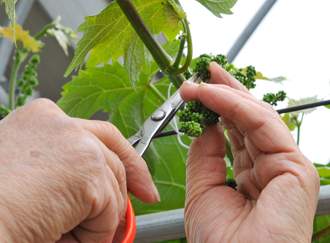 岡山の美味しい葡萄作り(花摘み)