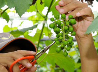 岡山の美味しい葡萄作り(粒摘み)
