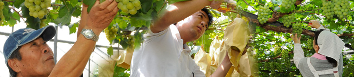 岡山・最高品質、美味しい葡萄